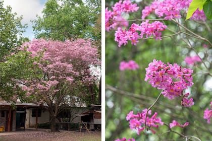 Antes de que broten las hojas, el lapacho rosado cubre sus ramas de flores