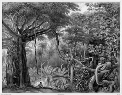 Antes de que las serpientes arbóreas marrones invadieran, los bosques de piedra caliza de Guam servían de hogar a 12 especies de aves nativas