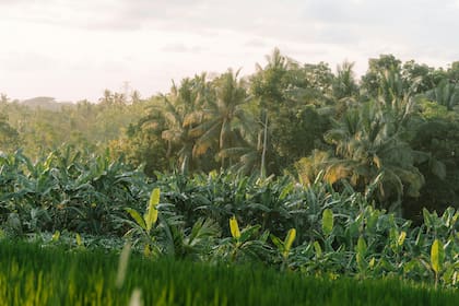 Antes de que los colonizadores desembarcaran en América Latina, gran cantidad de pueblos originarios se dedicaban a estudiar las propiedades curativas de las plantas