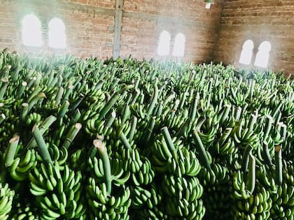 Antes de viajar a los centros de consumo se aplica un fungicida para conservarla