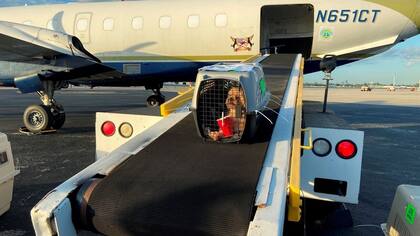 Antes del viaje, permitir que la mascota se familiarice con el transportín para reducir el estrés durante el traslado. Foto: Archivo.
