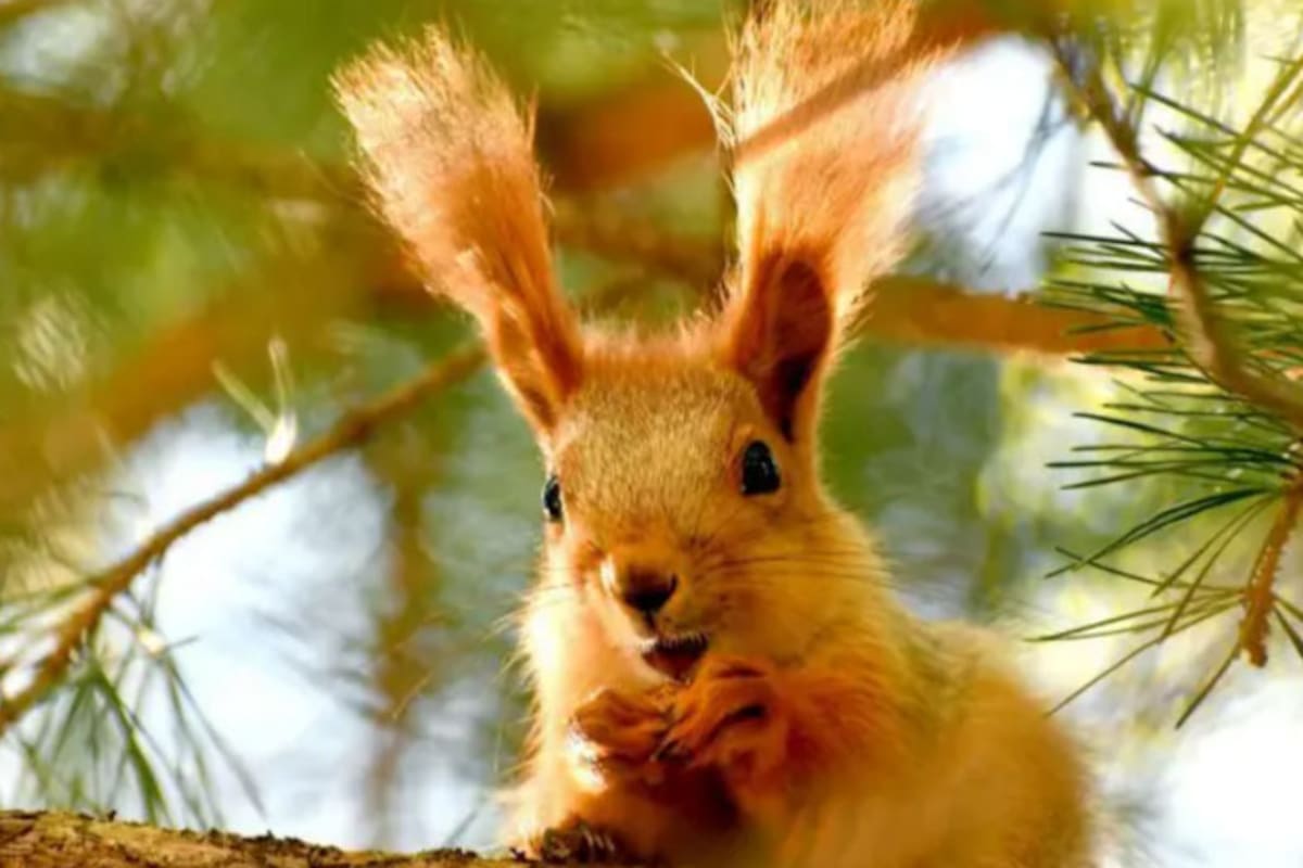 Antes se creía que no había forma de probar lo que sucede en las mentes de los animales
