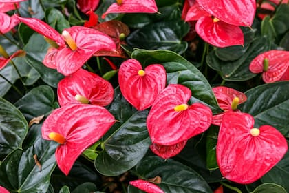 Anthurium scherzerianum