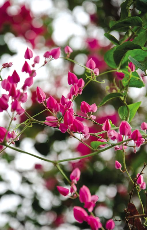 Antigonon leptopus. Es una planta originaria de México, donde se la conoce como flor de San Diego.