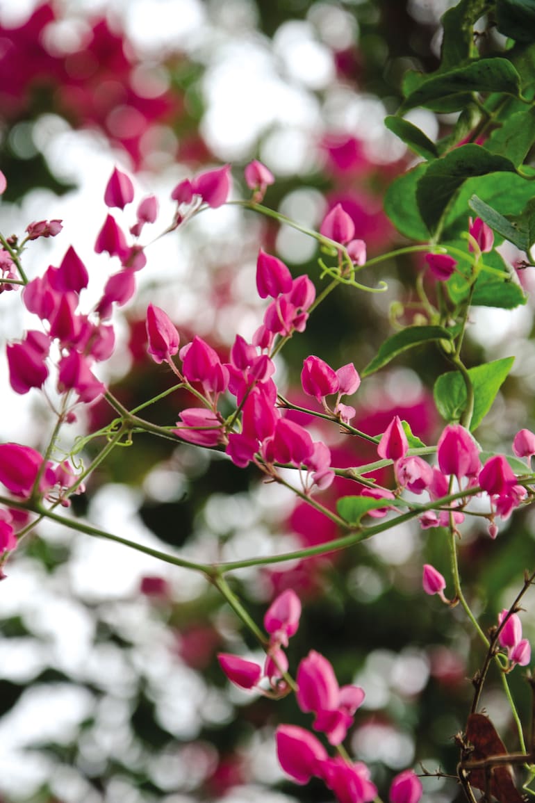 Antigonon leptopus. Es una planta originaria de México, donde se la conoce como flor de San Diego.