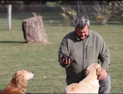 Antiguamente se las buscaba con cerdos que, por su aroma tan fuerte, estos las encontraban y las querían comer. El problema era que muchas veces los cerdos las dañaban o se las comían. Es por eso por lo que comenzaron a entrenar perros, muchos más amigables, para que marquen el lugar donde están