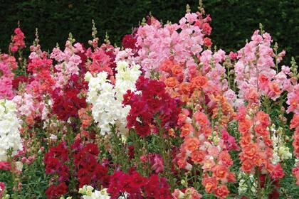 Antirrhinum majus (conejito), originaria de la cuenca del Mediterráneo.