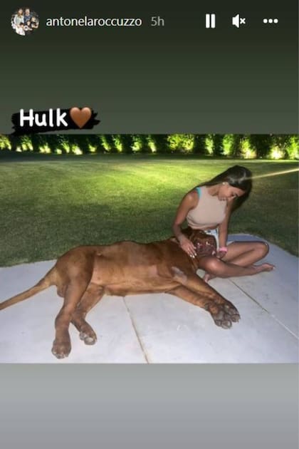 Antonela Roccuzzo subió la foto con su mascota este martes a sus historias de Instagram