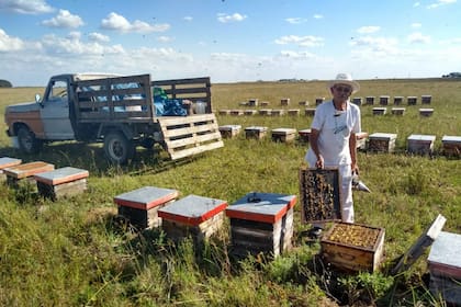 Antonio Klimiuk, con las abejas