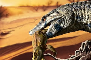 Identifican en la Patagonia una nueva especie fósil de un superdepredador del Cretácico