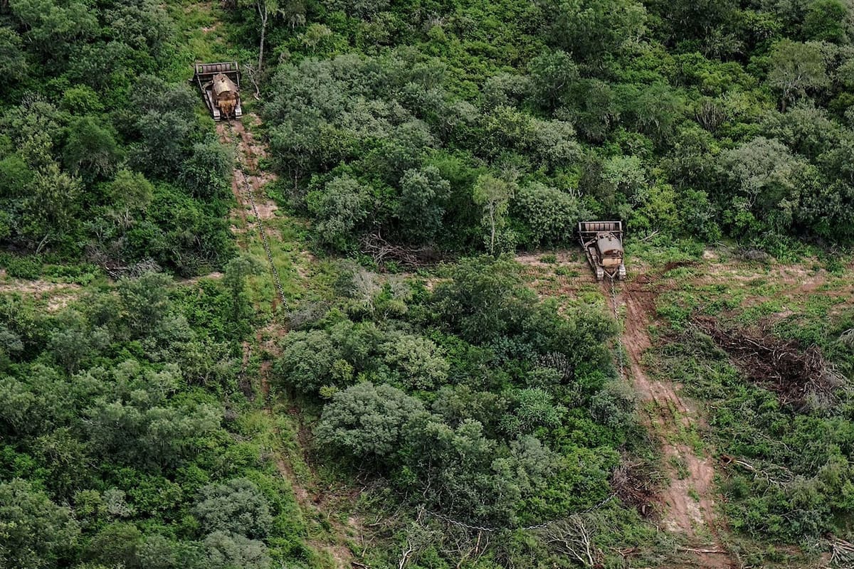 Anualmente se pierden cientos de miles de hectáreas de bosques nativos