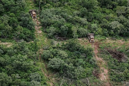 Anualmente se pierden cientos de miles de hectáreas de bosques nativos