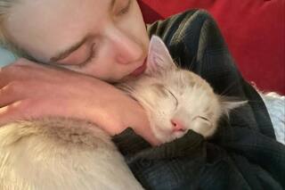 La historia de Kitsune, el gato australiano que acompaña a Anya Taylor-Joy a todos lados
