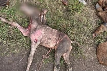 Aparecieron al menos 6 caballos descuartizados en Mar del PLata.