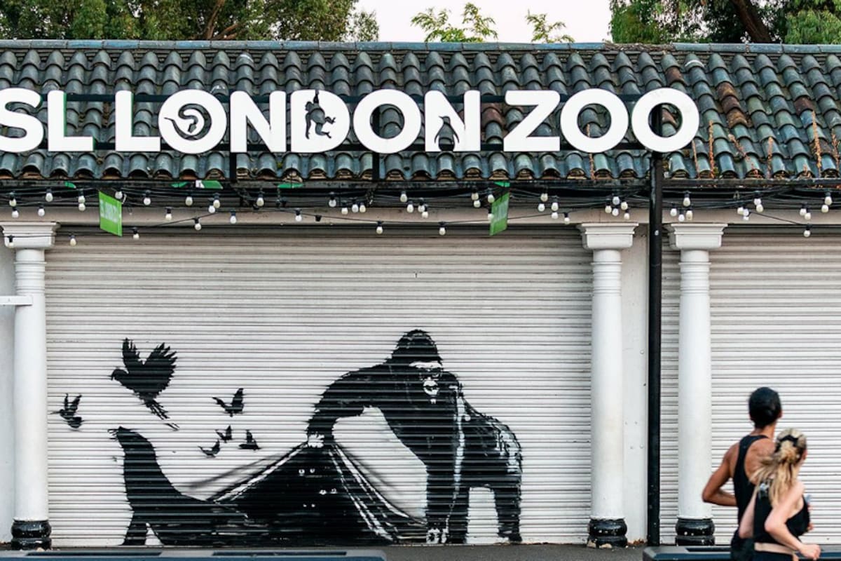 Apareció hoy la novena obra de Bansky consecutiva, esta vez pintada en la puerta del Zoo de Londres