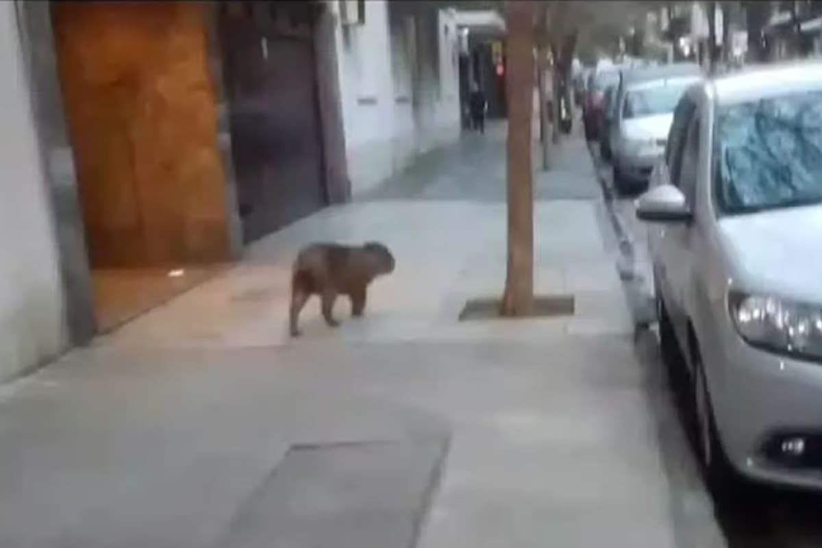 Apareció un carpincho en el barrio de Recoleta