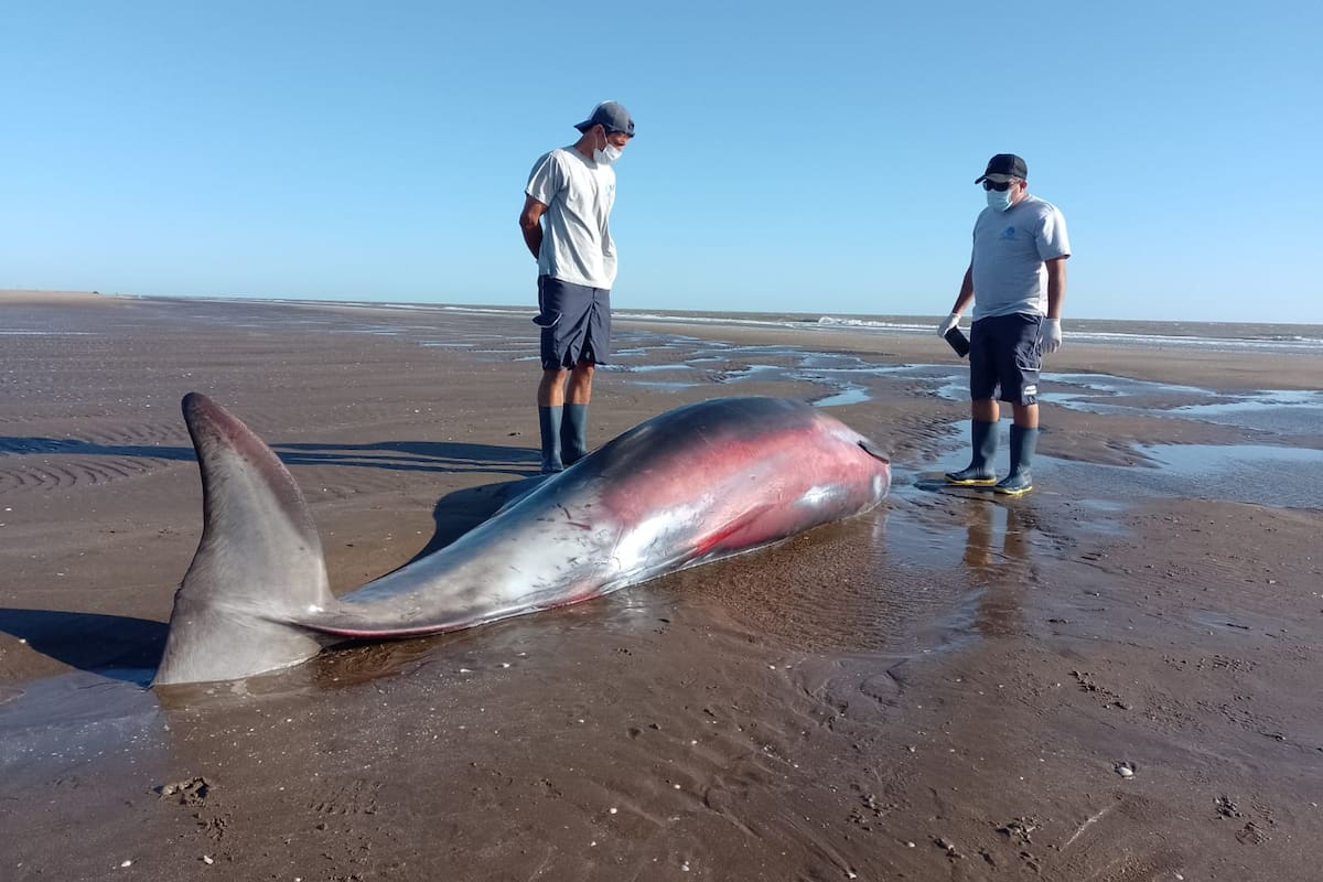Apareció un zifio en las costas de San Clemente del Tuyú
