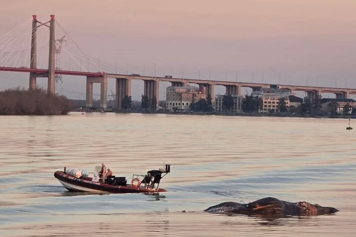 Apareció una ballena muerta en aguas de Zárate