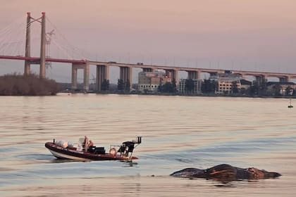 Apareció una ballena muerta en aguas de Zárate