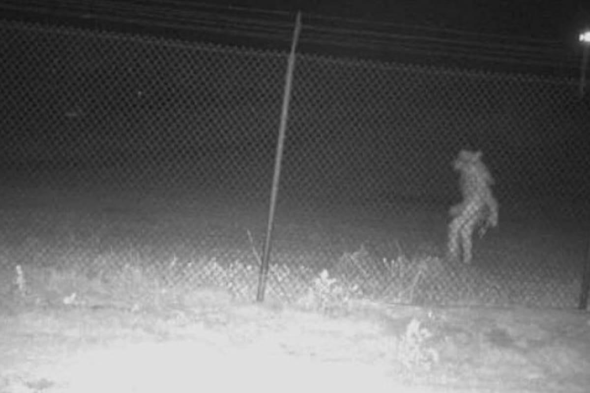 Apareció una criatura extraña en Amarillo, Texas; hasta ahora no se sabe qué es