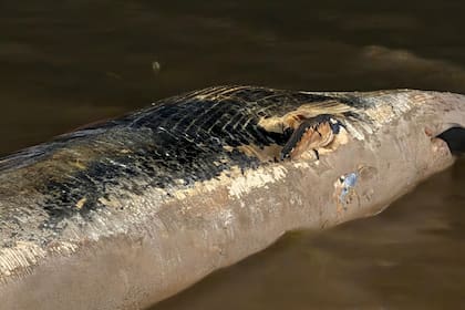 Apareció una segunda ballena en la costa de Buenos Aires