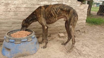 Apenas fue recuperado, hubo mucho trabajo nutricional que hacer con él; con los días sanaron sus heridas y recuperó el peso adecuado y el brillo de su pelaje