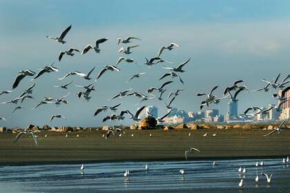 Apenas las gaviotas se permiten dejar el relieve de sus livianas pisadas sobre el sagrado manto de Playa Grande, Cabo Corrientes, Varese, el Torreón, la Bristol