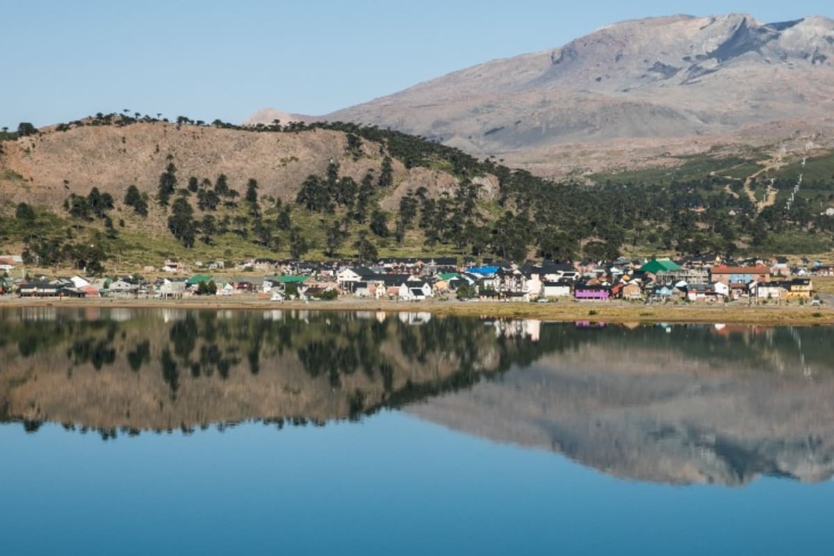 La araucaria –o pehuén– crece en la Patagonia desde tiempos inmemoriales.