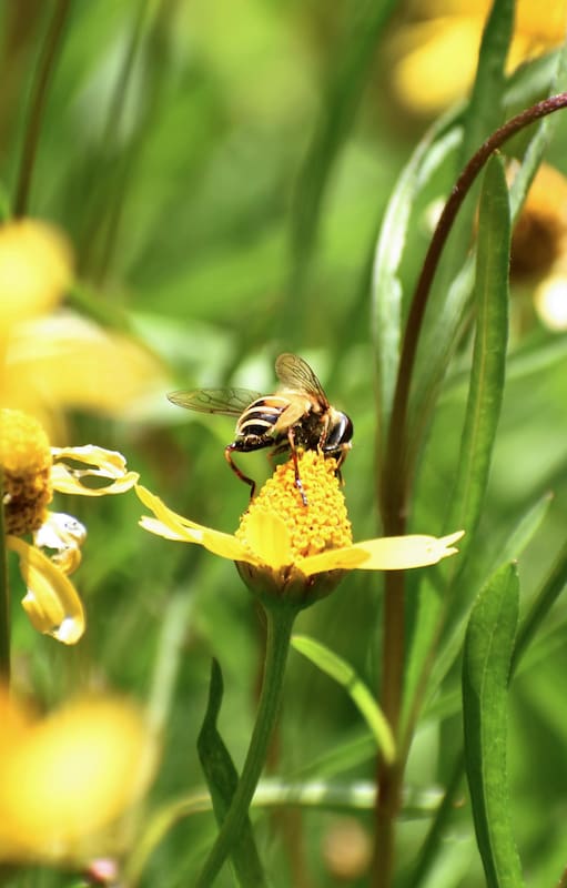 Apertura verticalEs una herbácea ideal para matas, canteros y borduras por su llamativa floración.