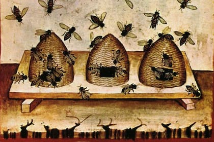Apicultura en ilustración del siglo XIV
