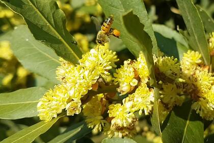 Apis mellifera cargada de polen en el laurel de casa; se han clasificado 16.000 especies de abejas, y solo conocemos una