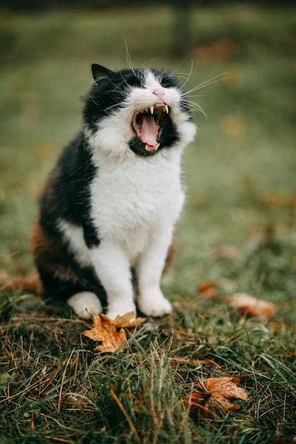 Aplicaciones como MeowTalk utilizan inteligencia artificial para traducir los sonidos felinos en mensajes comprensibles