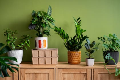Aplicado periódicamente sobre la superficie, disminuye la posibilidad de aparición de enfermedades fúngicas que afectan a estas especies de plantas