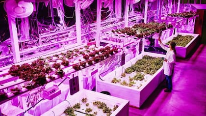 Aplicar electricidad en plantas es una práctica que se realiza desde hace más de un siglo, pero estudiar sus resultados ha sido complicado