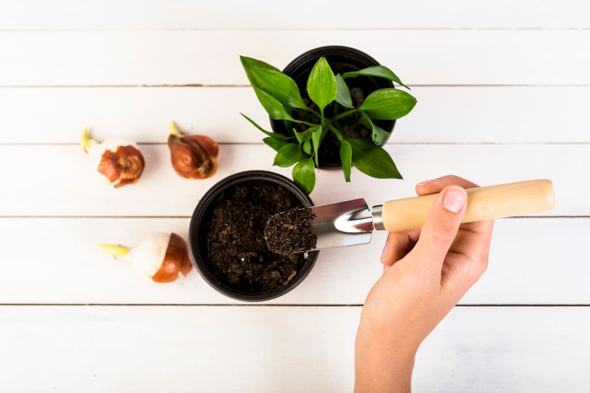 Aplicar posos de café a determinadas plantas puede estimular su crecimiento y fortalecer su salud