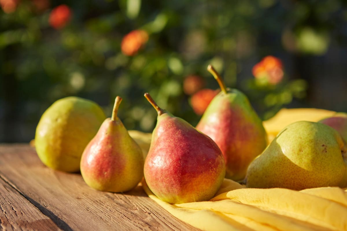 Aportan vitamina C, que ayuda a prevenir resfriados y, también, contribuye a la rápida cicatrización de heridas y a la protección contra los radicales libres, lo que previene el envejecimiento prematuro de las células (Foto Canva)