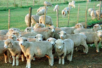 La producción ovina se recupera en la Patagonia