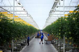 AppHarvest, el invernadero hidropónico más grande de EE. UU., abrió en enero, en Morehead, Kentucky, y forma parte de una nueva generación de enormes explotaciones agrícolas de interior que utilizan la tecnología para ajustar el sabor, la textura y otros atributos