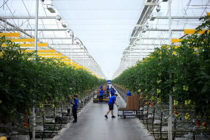 AppHarvest, el invernadero hidropónico más grande de EE. UU., abrió en enero, en Morehead, Kentucky, y forma parte de una nueva generación de enormes explotaciones agrícolas de interior que utilizan la tecnología para ajustar el sabor, la textura y otros atributos