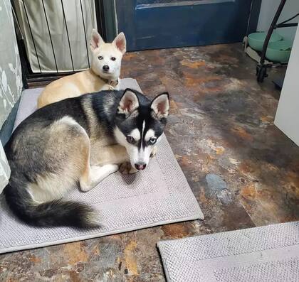 Apple y Jack, los dos perros protagonistas de la historia
Foto: Lotería de Oregon