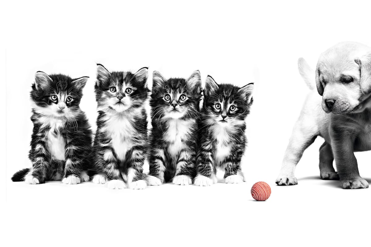 Aprendé a alimentar a tu mascota de forma correcta.