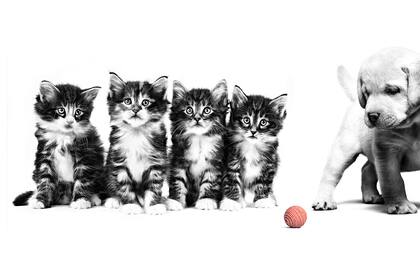 Aprendé a alimentar a tu mascota de forma correcta.