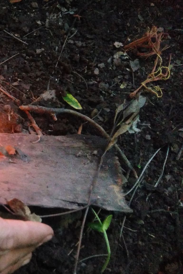 Aprender a hacer fuego sin fósforos ni encendedor, entre las principales técnicas de supervivencia