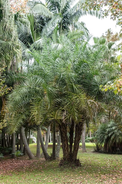 Apta para tierra y maceta, la Phoenix reclinata tiene múltiples troncos y hojas finas de un verde brillante.