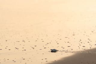 Apuesta de México por el gas natural enfrenta resistencia de comunidades y complica metas climáticas