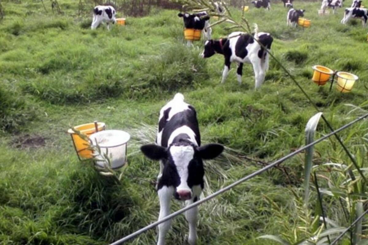 Apuntan a mejores resultados desde las primeras etapas de crianza