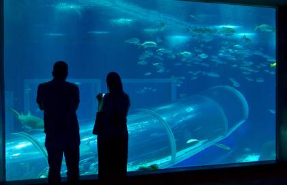AquaRio reúne 3000 animales de 350 especies