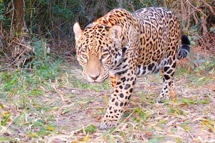 Arami es el séptimo ejemplar de yaguareté en libertad en el Parque Nacional Iberá, en Corrientes.