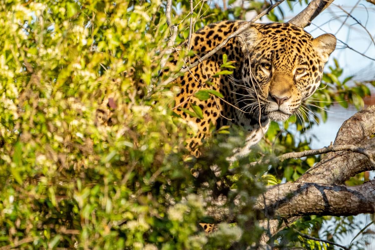 Arami fue liberada el viernes pasado en el Parque Nacional Iberá, en la provincia de Corrientes, donde el yaguareté se había extinguido hacía más de 70 años
