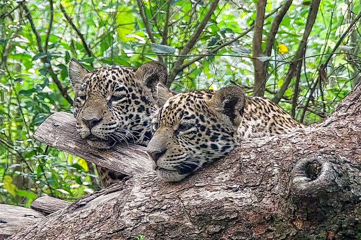 Arami y Mbarete son los primeros yaguaretés en nacer en Corrientes, luego de más de medio siglo de extinción.
